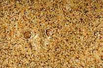 Dwarf puff adder / Peringueys sidewinding adder (Bitis peringueyi) buried in sand with just eyes visible, Namib desert, Namibia