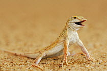 Shovel-nosed lizard / Namib Sanddiver (Aporosaura anchietae) Namib desert, Namibia