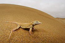 Shovel-nosed lizard / Namib Sanddiver (Aporosaura anchietae) on sand dune, Namib desert, Namibia