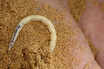 Larva of the Namib desert beetle / Fog basking beetle (Stenocara gracilipes) in sand on hand, Namib Desert, Namibia
