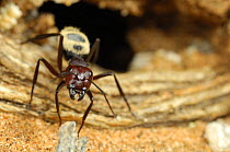 Namib desert dune ant (Camponotus detritus) at entrance to nest tunnel amongst roots of perennial vegetation, Namib desert, Namibia