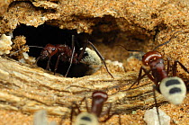 Namib desert dune ants (Camponotus detritus) at entrance to nest tunnel amongst roots of perennial vegetation, Namib desert, Namibia