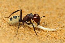 Namib desert dune ant (Camponotus detritus) feeding on insect larva, Namib Desert, Namibia