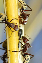 Namib desert dune ants (Camponotus detritus) on plant stem, cutting it down to carry back to the nest, Namib desert, Namibia