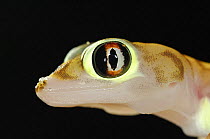 Web-footed gecko (Palmatogecko rangei) head portrait, Namib Desert, Namibia
