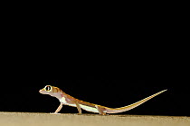 Web-footed gecko (Palmatogecko rangei) on sand dune in the Namib Desert, Namibia