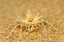 The Golden Wheel Spider (Carparachne aureoflava) feeding on insect prey, Namib desert, Namibia