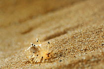The Golden Wheel Spider (Carparachne aureoflava) rolling down sand dune to escape its predator, a pompilid wasp, Namib Desert, Namibia