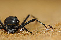 Namib desert beetle / Fog Basking Beetle (Stenocara gracilipes) drinking droplets of water which gather on its body during the early morning fog over the dunes, Namib desert, Namibia
