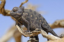Desert chameleon {Chamaeleo namaquensis} Namib desert, Namibia