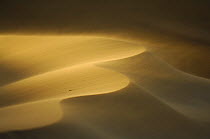 Close to the city of Swakopmund a sand dune is on the move. The landscape of the Namib Dunes is formed by the powerful force of desert winds. These winds gradually push the dunes in a north-westerly d...