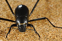 Namib desert beetle / Fog Basking Beetle (Stenocara gracilipes) Namib desert, Namibia