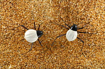 Two Darkling beetles {Cauricara eburnea} Namib Desert, Namibia