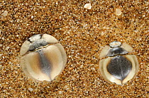 Trench digger beetles {Lepidochora sp} dug into the sand on a sand dune, Namib Desert, Namibia