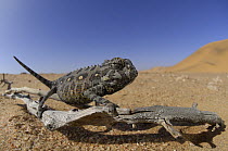 Desert chameleon {Chamaeleo namaquensis} in desert habitat, Namib Desert, Namibia