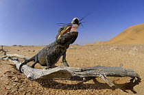Desert chameleon {Chamaeleo namaquensis} feeding on beetle, Namib Desert, Namibia