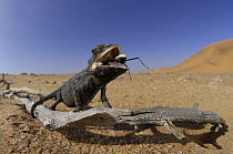 Desert chameleon {Chamaeleo namaquensis} feeding on beetle, Namib Desert, Namibia
