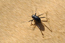 Namib desert beetle {Stenocara gracilipes} running over hot sand on its long legs, Namib desert, Namibia