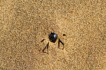Namib desert beetle {Stenocara gracilipes} burying itself in sand to avoid the heat, Namib desert, Namibia