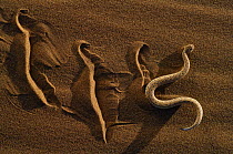 Dwarf puff adder / Peringueys Sidewinding Adder (Bitis peringueyi) moving over the loose sand in  typical mode of locomotion, Namib desert, Namibia