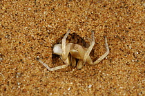Golden Wheel Spider (Carparachne aureoflava) at entrance to burrow which can extend 40 - 50 cm into the sand, Namib desert, Namibia