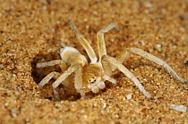 Golden Wheel Spider (Carparachne aureoflava) at entrance to burrow which can extend 40 - 50 cm into the sand, Namib desert, Namibia