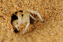 Golden Wheel Spider (Carparachne aureoflava) excavating entrance to burrow which can extend 40 - 50 cm into the sand, Namib desert, Namibia