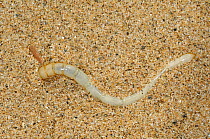 Larva of the Namib desert / Fog Basking Beetle (Stenocara gracilipes) digging down into sand to avoid predation, Namib Desert, Namibia. In the substrate it is able to absorb water with its abdomen fro...
