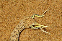 Dwarf puff / Peringueys Sidewinding Adder (Bitis peringueyi) feeding on lizard prey, Namib desert, Namibia