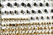 Collection of beetles from the Namib desert, Namibia