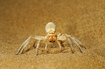 Dancing White Lady Spider (Leucorchestris arenicola) 'dancing' in defensive threat display on sand dune, Namib Desert, Namibia
