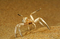 Dancing White Lady Spider (Leucorchestris arenicola) 'dancing' in defensive threat display on sand dune, Namib Desert, Namibia
