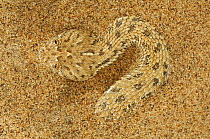 Dwarf puff adder /  Peringueys Sidewinding Adder (Bitis peringueyi) camouflaged on sand of Namib desert, Namibia