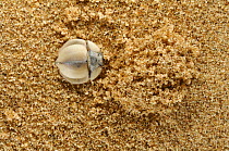 Trench digger beetle {Lepidochora sp} digs little trenches in the sand surface of a dune which will collect water droplets from the fog, Namib desert, Namibia.