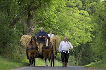 Horse-drawn cart loaded with straw, Zernikow, near Grosswoltersdorf, Brandenburg, Germany. July 2007