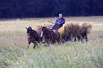Horse-drawn cart loaded with straw, Zernikow, near Grosswoltersdorf, Brandenburg, Germany. July 2007