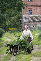 Woman with a wheel barrow loaded with leaves of White Mulberry (Morus alba) for feeding the silkworms (Bombyx mori) for silk production, Zernikow, Brandenburg, Germany. July 2007
