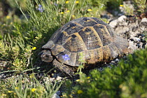 Spur thighed / Balkan's Tortoise (Testudo graeca) adult, Bulgaria May 2008