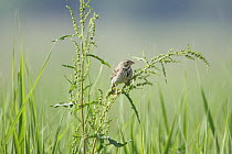 Corn Bunting {Emberiza / Miliaria calandra} adult perched on plant seeds, Bulgaria May 2008