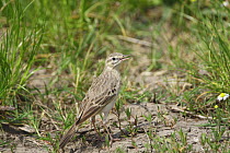 Tawny Pipit (Anthus campestris) adult on ground, Bulgaria May 2008