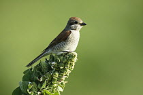 Red-backed shrike (Lanius collurio) female perched on Verbascum bud, Bulgaria May 2008
