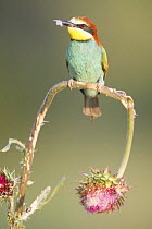 European bee-eater (Merops apiaster) perched on flower head, Bulgaria May 2008
