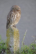 Little Owl (Athene noctua) adult perched on post,  Bulgaria May 2008