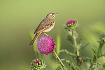 Tawny Pipit (Anthus campestris) adult perched on flower, Bulgaria May 2008