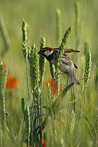 Spanish Sparrow (Passer hispaniolensis) amongst barley heads, Bulgaria May 2008