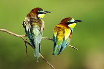 European Bee-Eater (Merops apiaster) male and female together on a branch, feather ruffling, Bulgaria May 2008