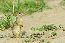 European souslik / ground squirrel (Spermophilus / Citellus citellus) Bulgaria May 2008