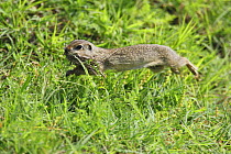 European souslik / ground squirrel (Spermophilus / Citellus citellus) running with nesting material in mouth, Bulgaria May 2008