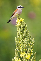 Red-backed Shrike (Lanius collurio) male perched on (Verbascum pulverulentum) Bulgaria May 2008