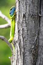 Green Lizard (Lacerta viridis) climbing up tree trunk, Bulgaria May 2008